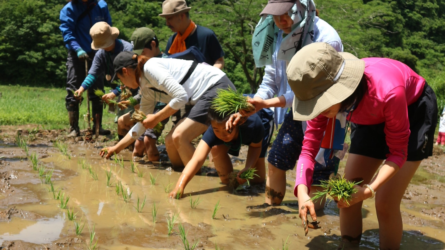 【横沢入イベント初参加者対象】東京の里山で稲作体験！田植えの季節到来！（6/1開催）
