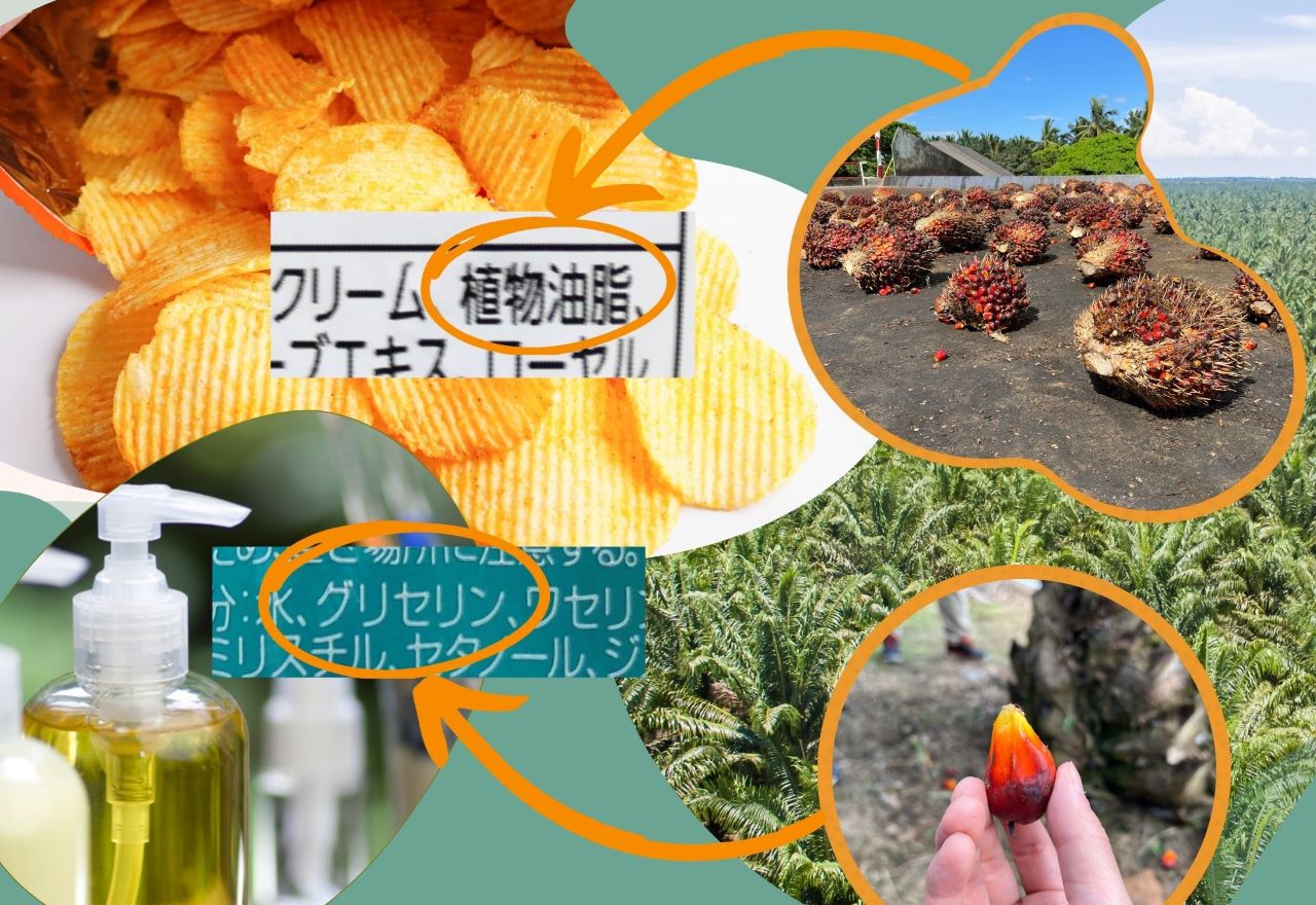 パーム油から考える、私にできるエシカルな買い物（2/16開催）