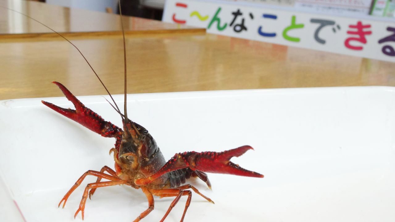 家族で触ろう！ザリガニ～ちびっこ自然体験～（5/18, 25開催）