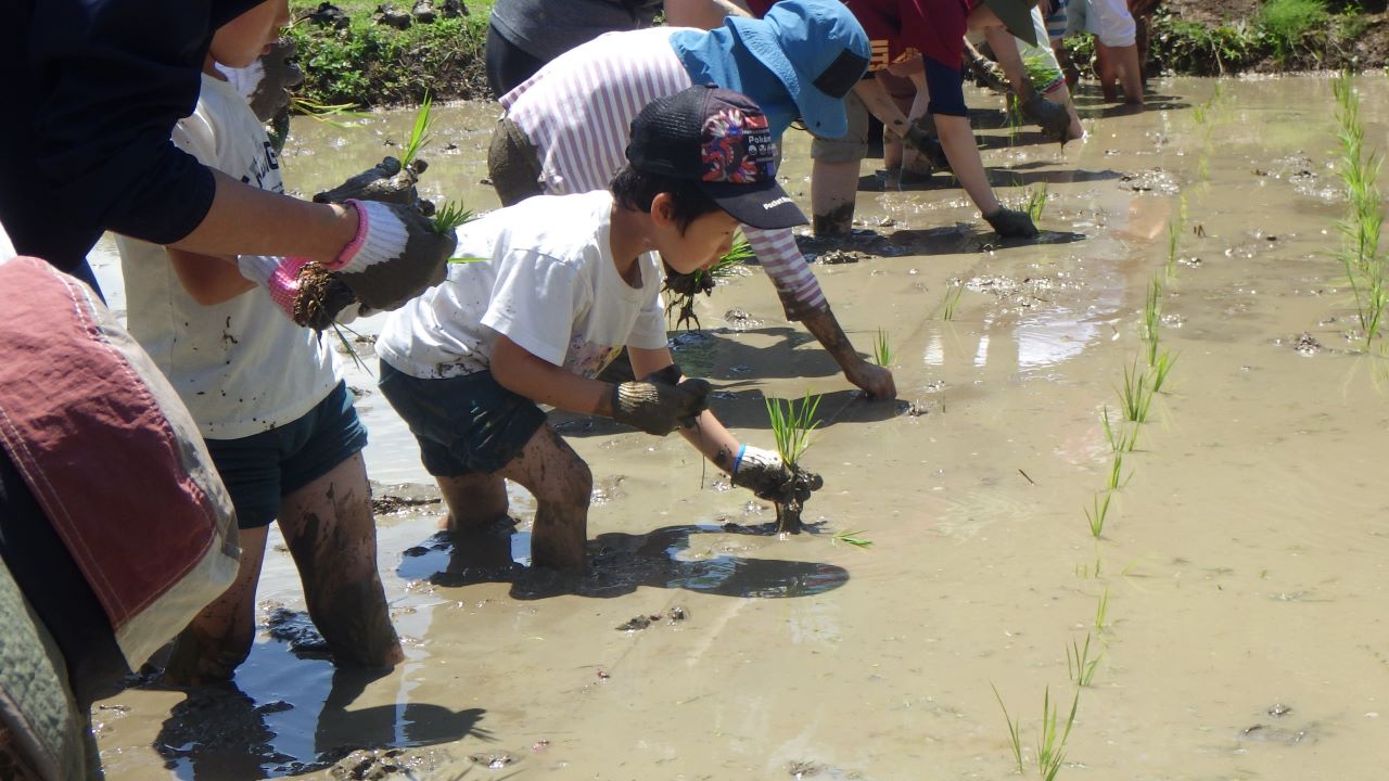 【横沢入イベント初参加者対象】東京の里山で米作り体験！～田植え編～（5/31開催）