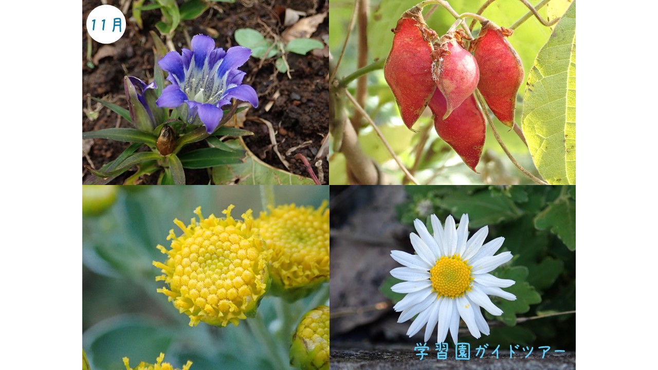 学習園ガイドツアー［11月］（11/2, 23, 30開催）