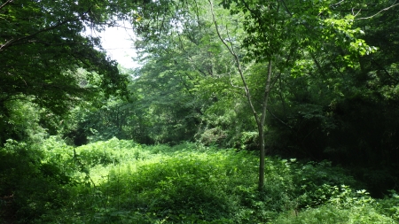 初開催！八王子の里山で自然体験！～みんなで里山の自然を守ろう～（12/6開催）