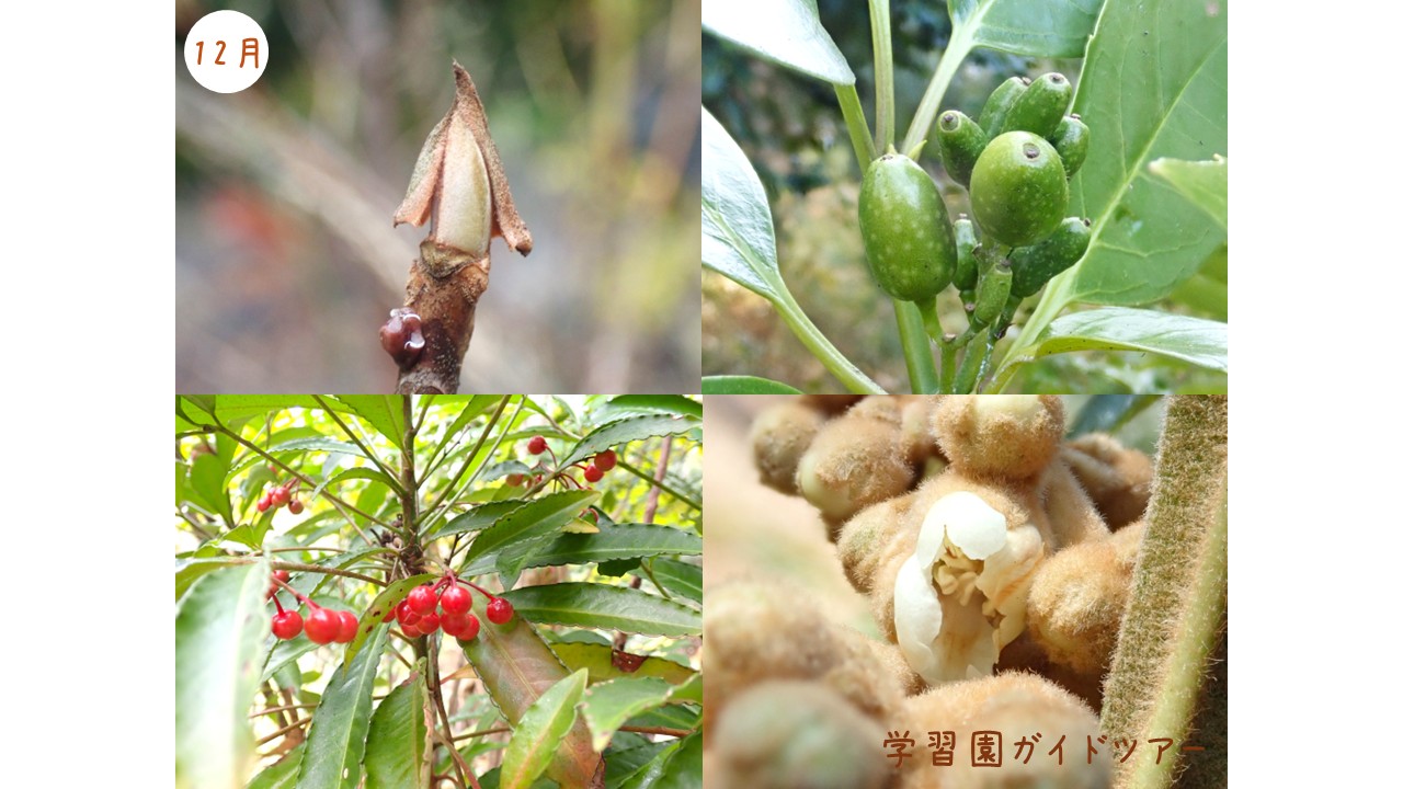 学習園ガイドツアー［12月］（12/7, 14, 28開催）