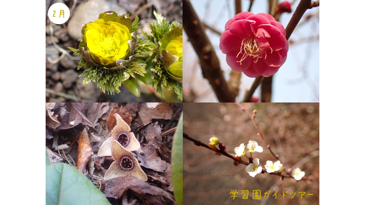 学習園ガイドツアー［2月］（2/1, 8, 22開催）