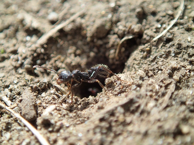 【イベント情報】春のアリ大調査を追加しました。