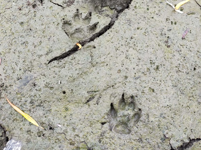 生きものたちのしるしを探そう！（3/22開催）