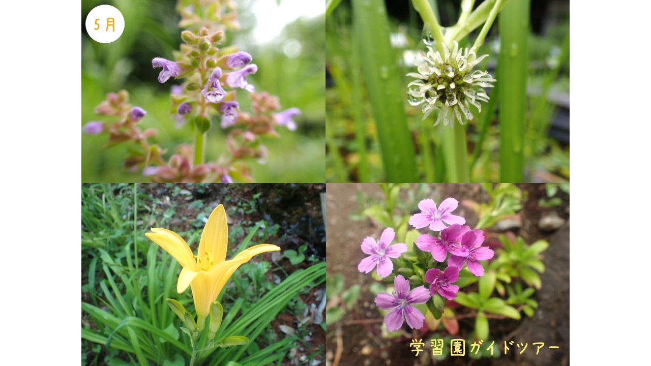 【イベント情報】「学習園ガイドツアー［5月］」を掲載しました