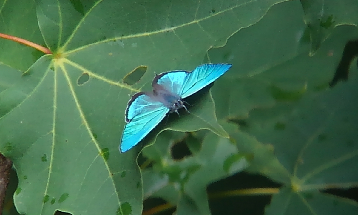 【イベント情報】「森の宝石！ゼフィルスを探そう」を追加しました。
