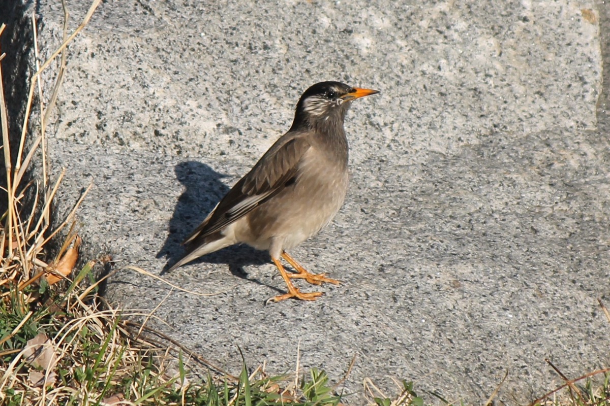 【イベント情報】「知って観察！身近な野鳥～ムクドリ～」を追加しました。