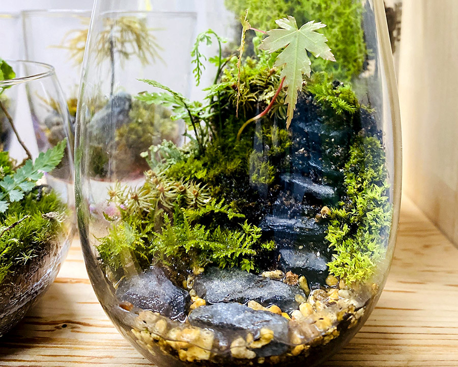 苔テラリウム作り教室（6/20開催）