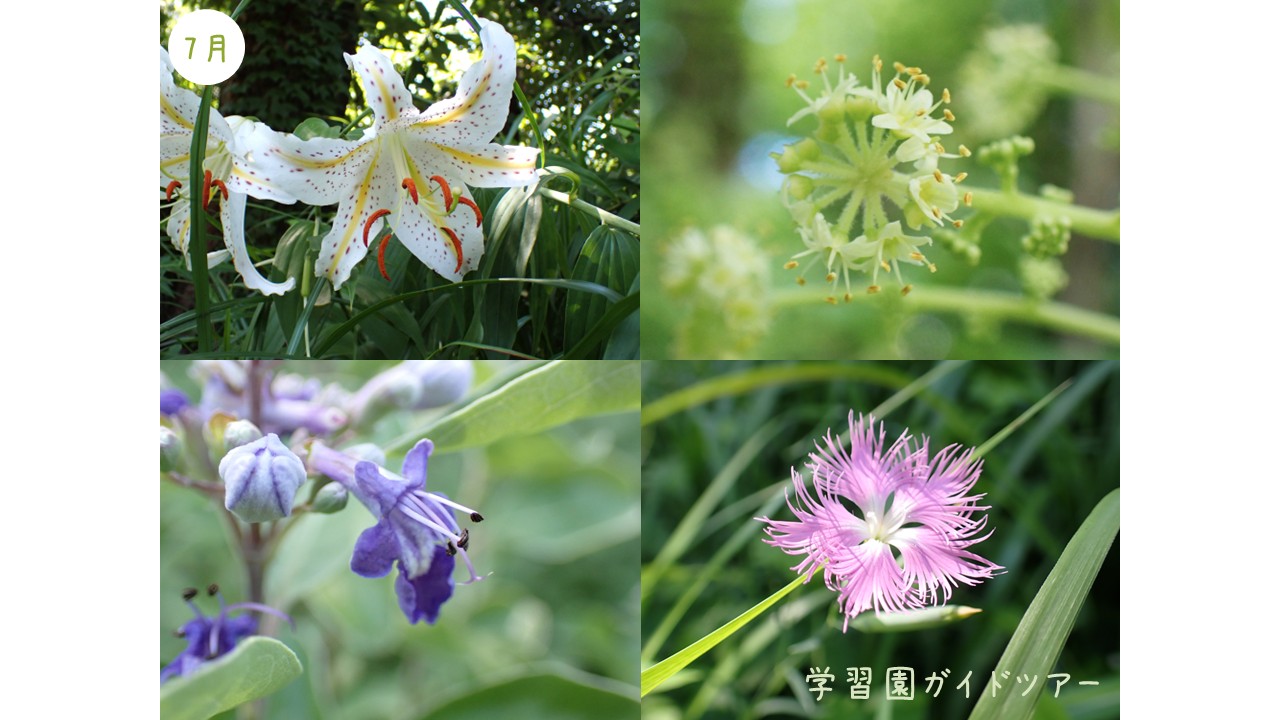 【イベント情報】「学習園ガイドツアー［7月］」を掲載しました