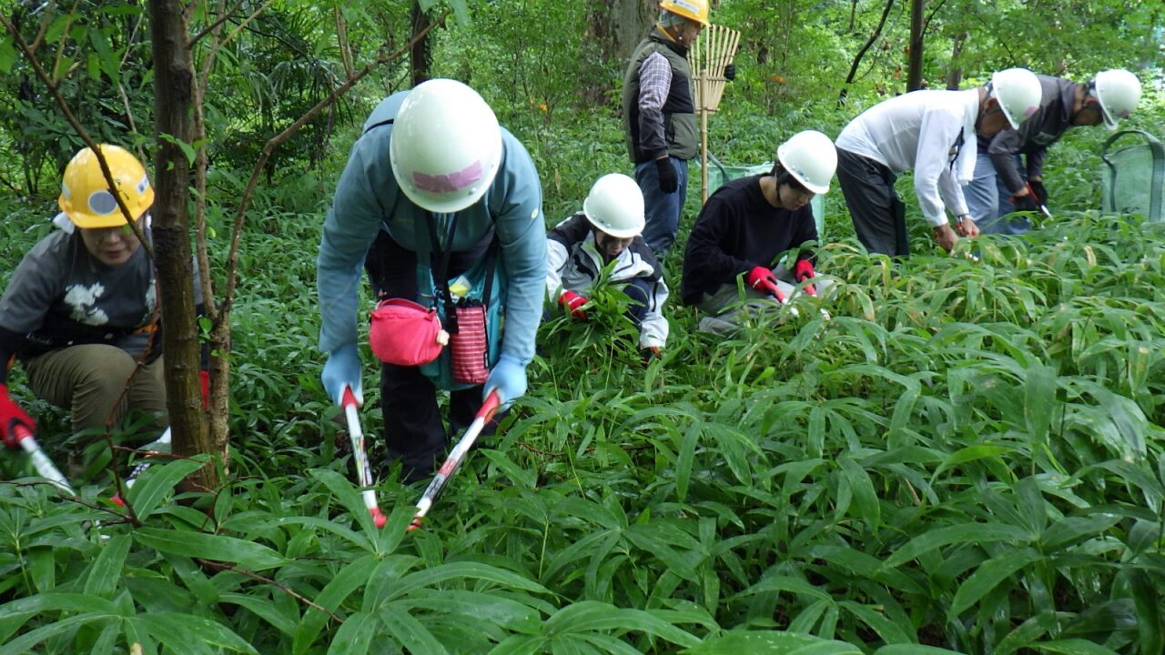 市街地に残るアカマツと名木の森を守ろう！（9/12開催）【東京ポイント対象】