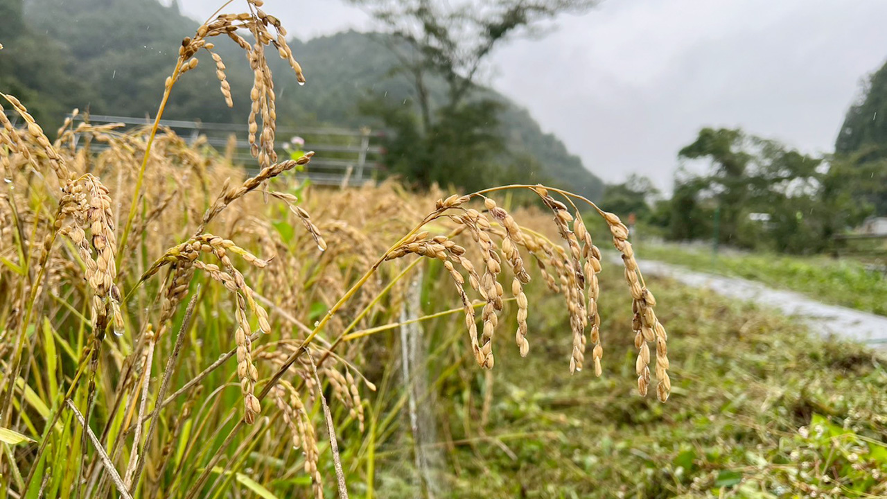 【イベント情報】「東京の里山で米作り体験！秋の実りを収穫しよう！」を掲載しました。
