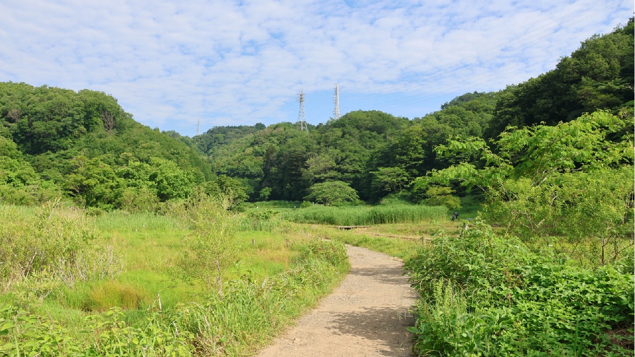 【中・高・大学生限定】初開催！カヤネズミの巣の調査を体験してみよう！～あきる野の里山で自然体験～［横沢入］（11/21開催）【東京ポイント対象】