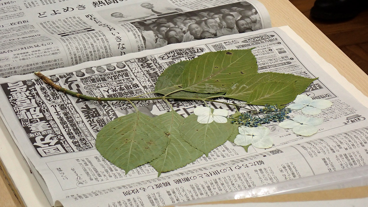 【全2回】植物標本をもっと作ろう！（10/25・11/8開催）